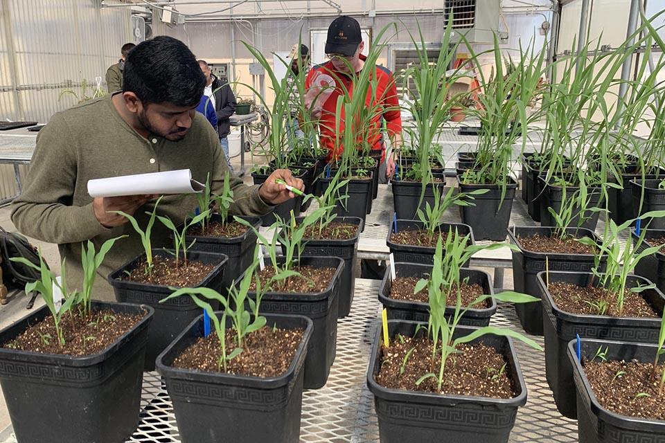 Weed science research helps agriculture students gain experience, prepare for futures